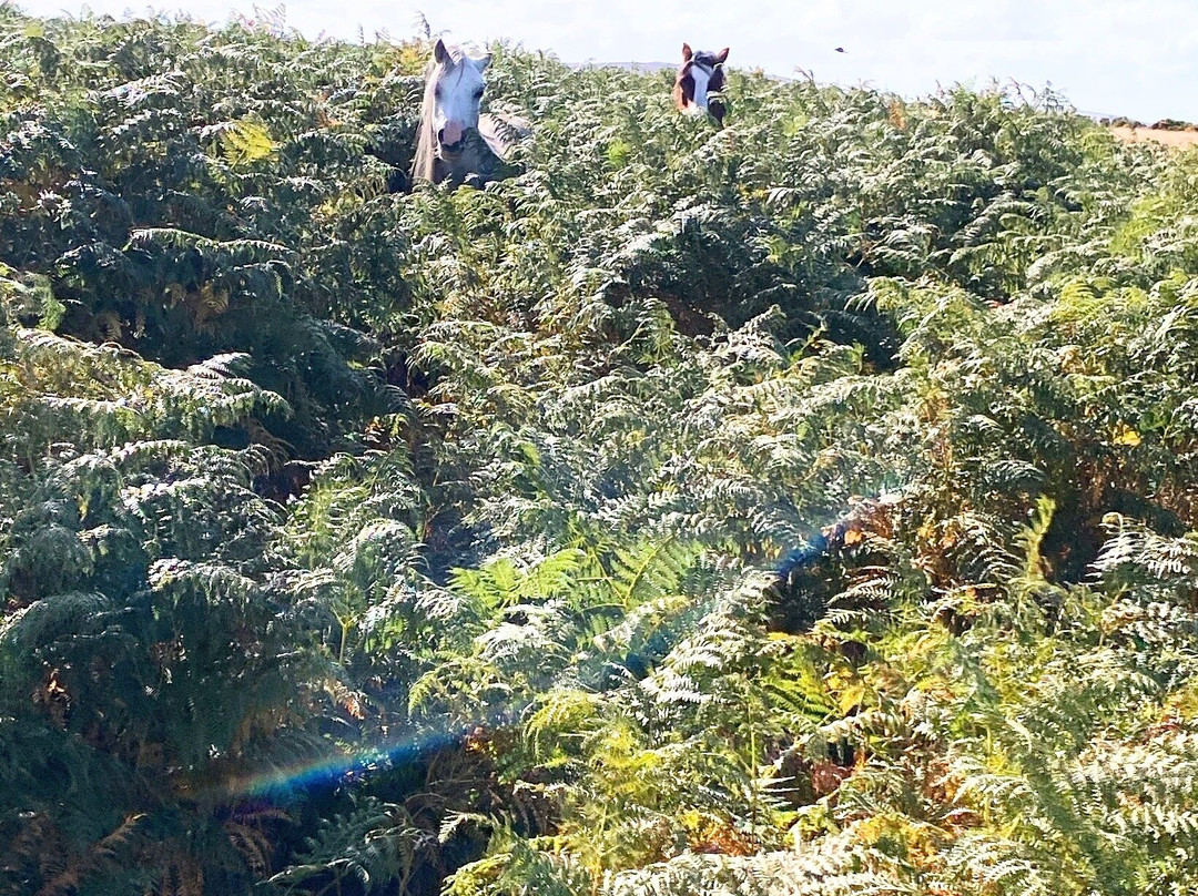 Hergest Ridge-Kington必去景点