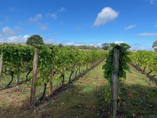 Kerry Vale Vineyard-Church Stoke必去景点