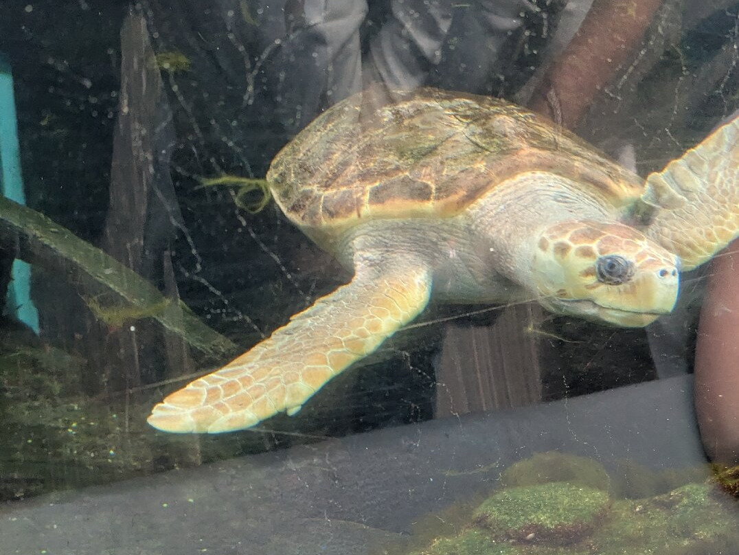 Oceanarium-伯恩茅斯必去景点