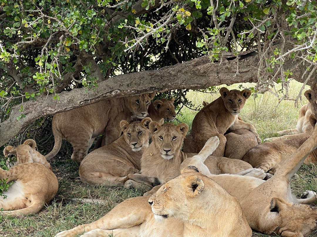 Apex Photo Safaris-内罗毕必去景点