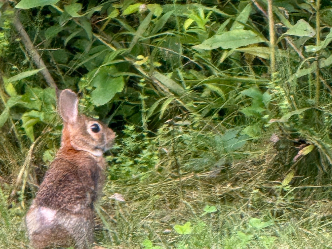 Quality Inn Waynesboro - Skyline Drive主图