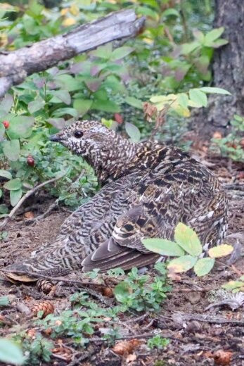 Last Frontier Mushing Co-op-费尔班克斯必去景点