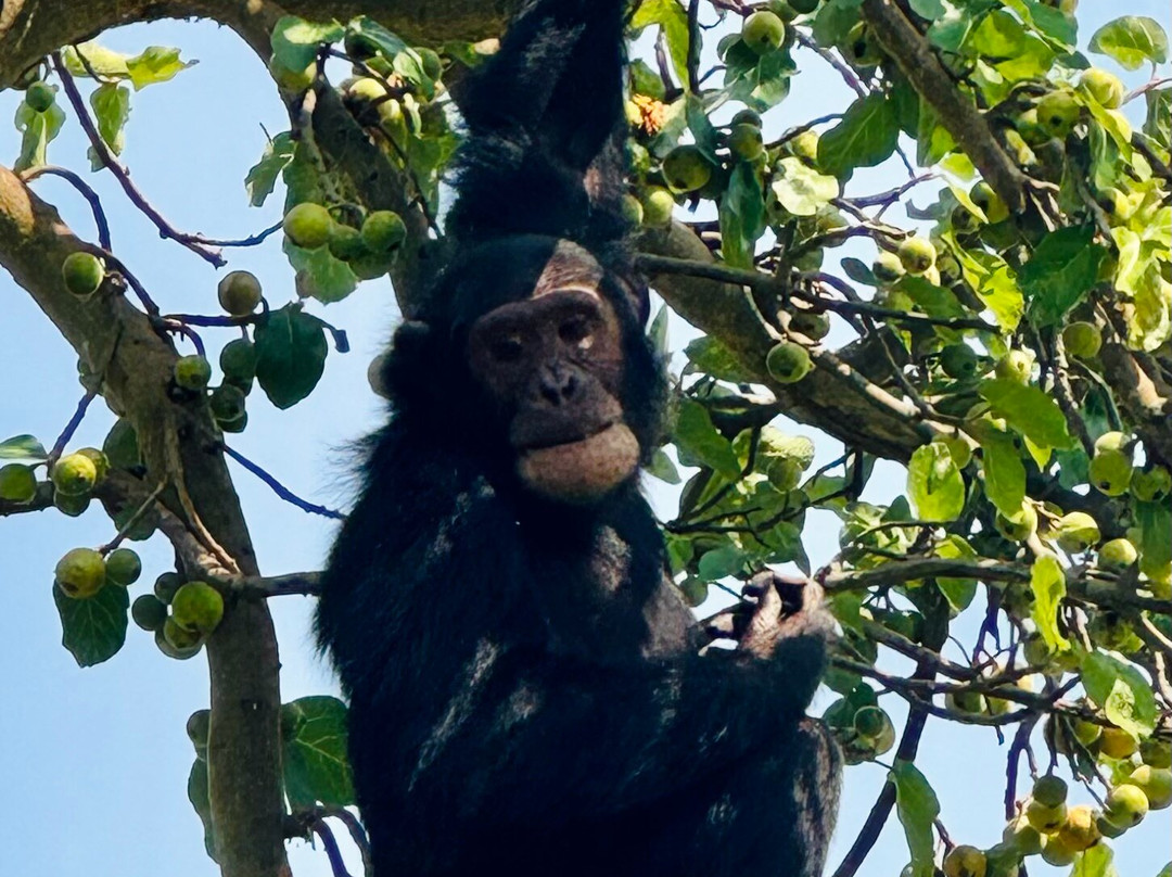 Nature Connect Safaris Uganda-坎帕拉必去景点
