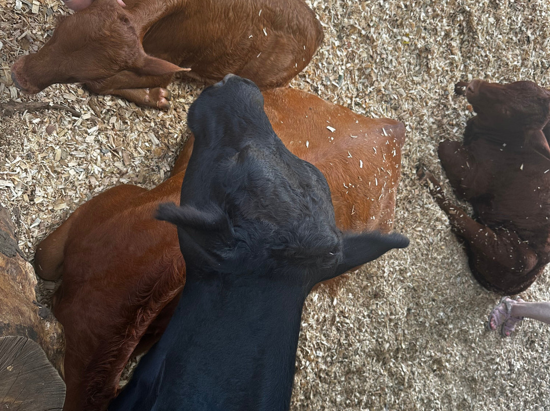 Krishna Cow Sanctuary-帕派科欧必去景点