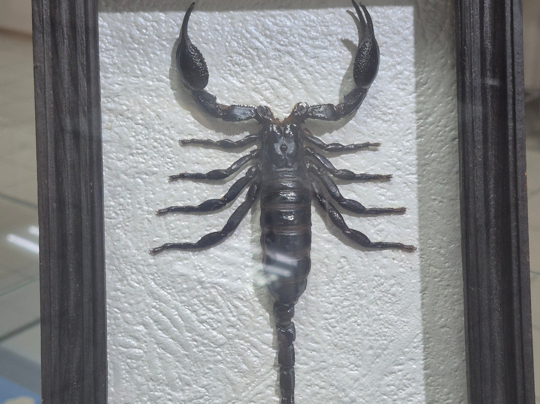 Omsk State Museum of History and Regional Studies-鄂木斯克必去景点