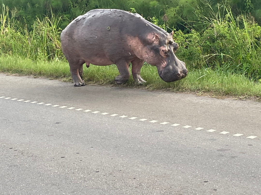 Uganda Wildlife Scene Safaris-坎帕拉必去景点
