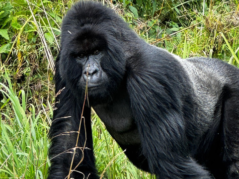 Standard Safaris-坎帕拉必去景点
