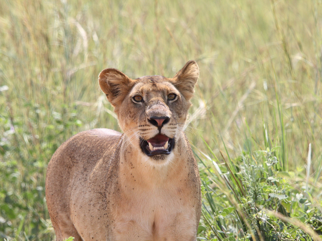 Gorillas and Beyond Safari-恩德培必去景点