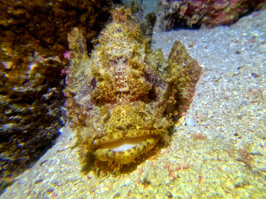 Emperor Divers-马萨阿拉姆必去景点