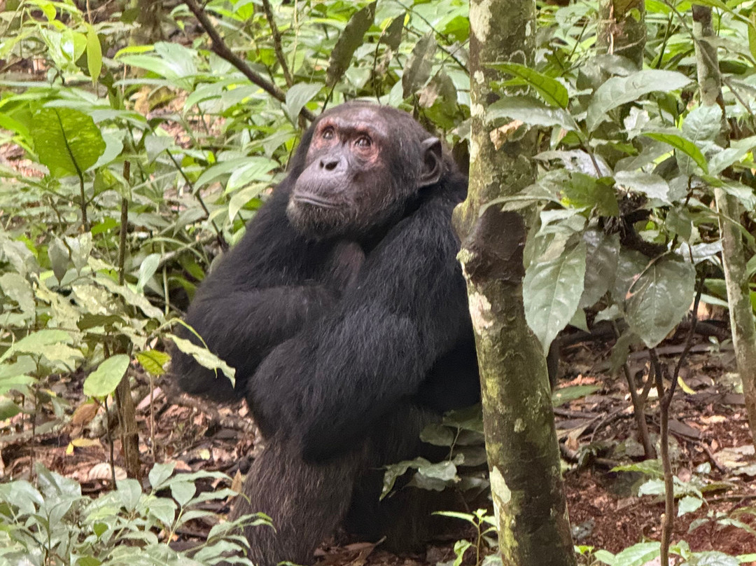 Mamaland Safaris-坎帕拉必去景点