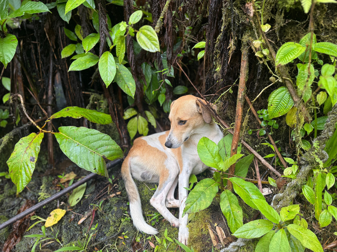 Tavoro Waterfalls-塔韦乌尼岛必去景点