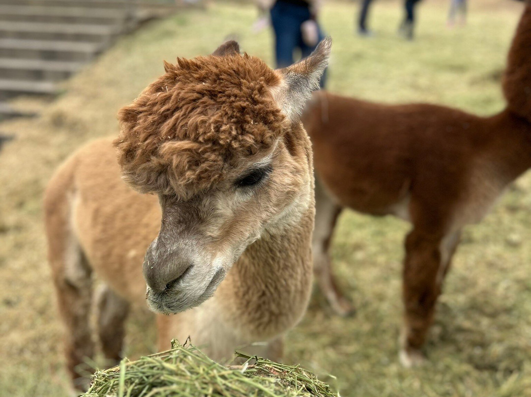 Smooth Alpaca Experience-Morrison必去景点