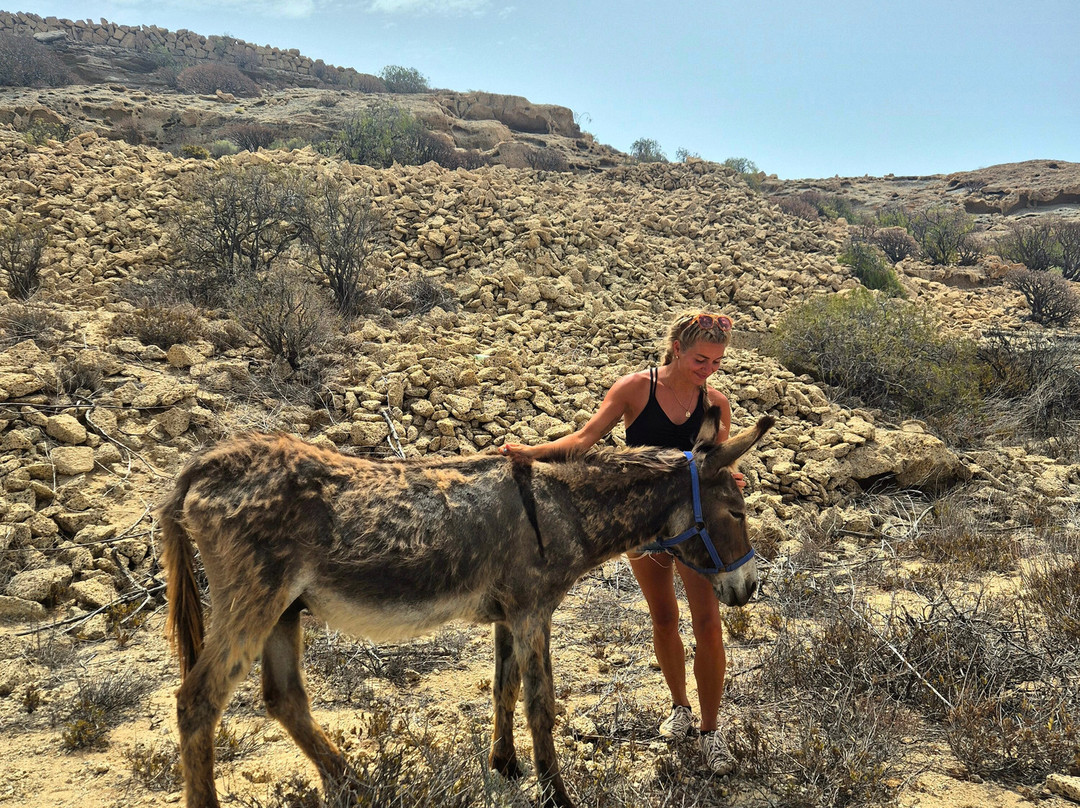 Tenerife Horse Rescue-圣克鲁斯-德特内里费必去景点
