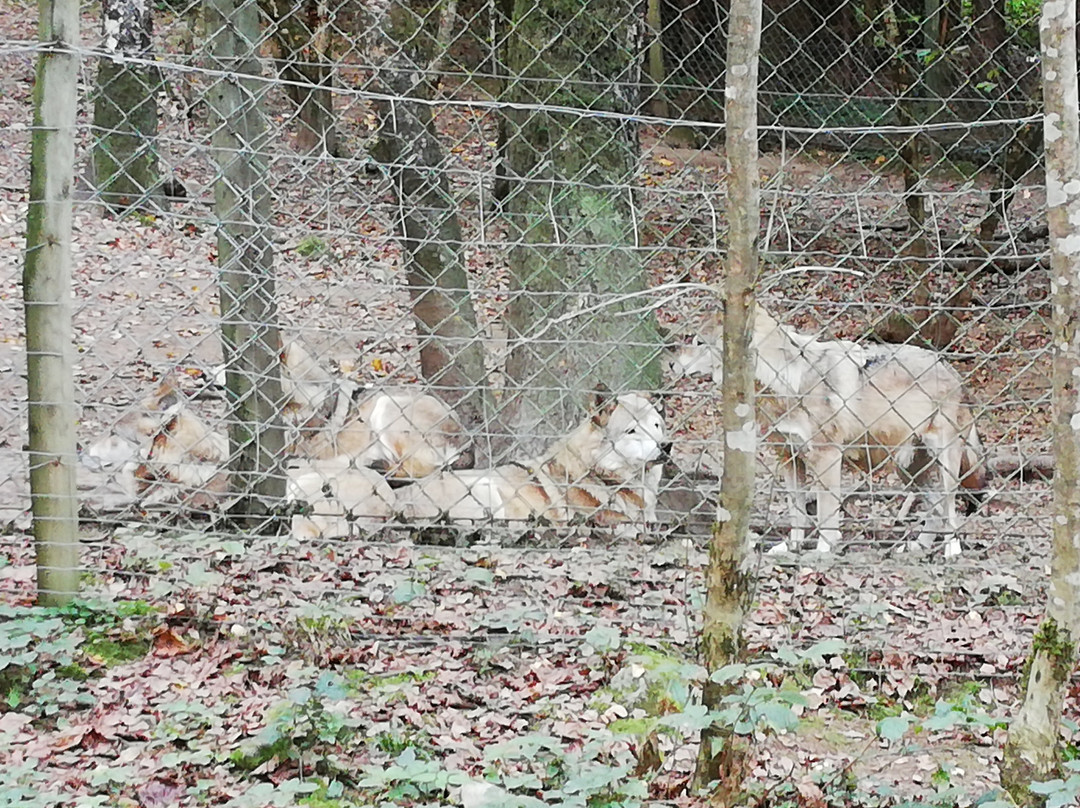 La Maison des Loups-奥尔吕必去景点