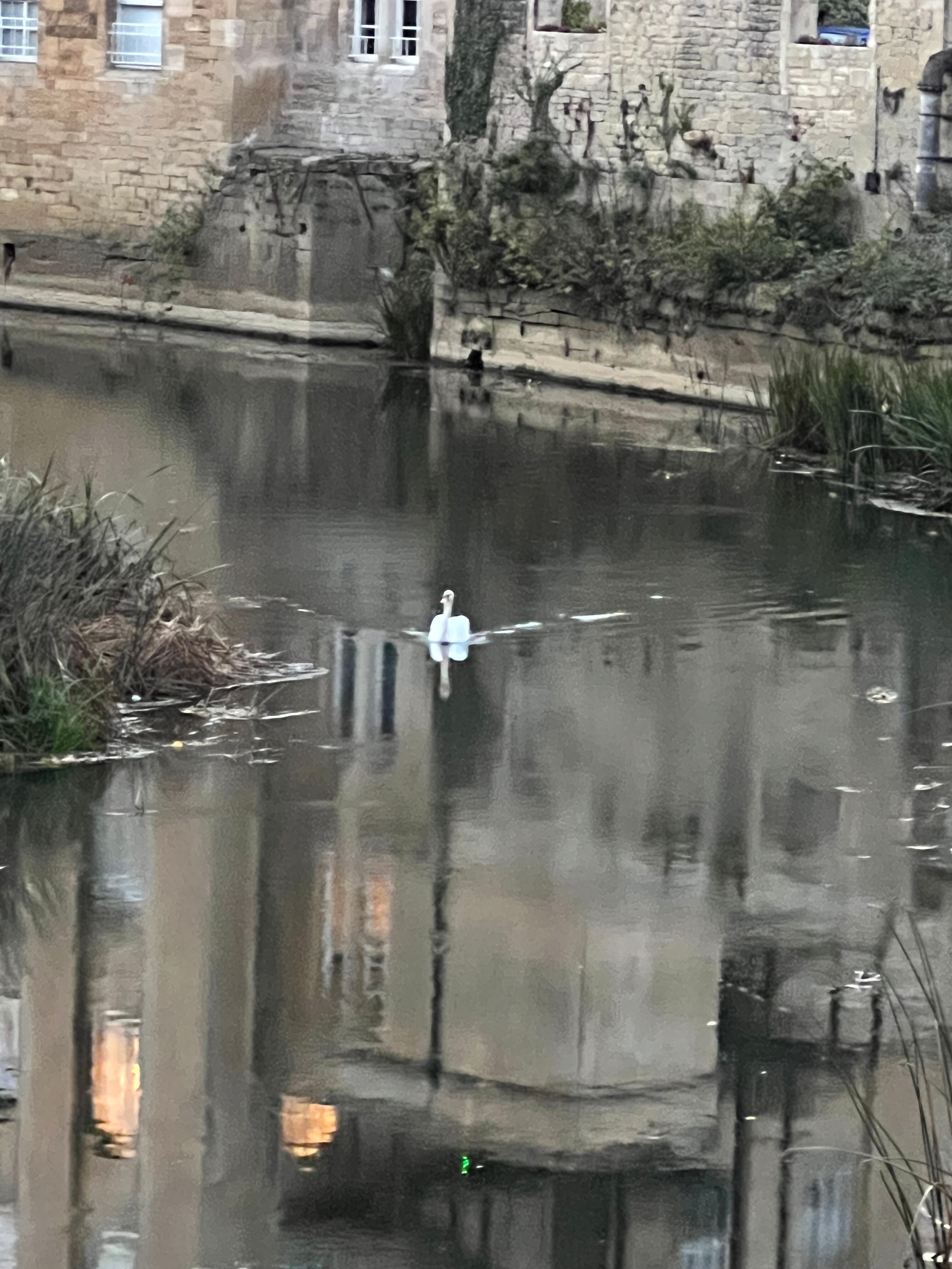 Timbrell's Yard-官方