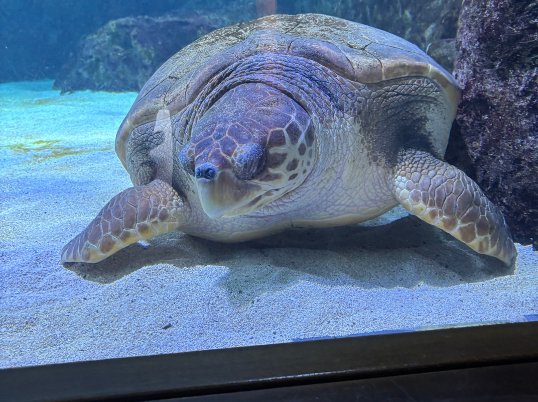 Aquarium de Biarritz-比亚里茨必去景点