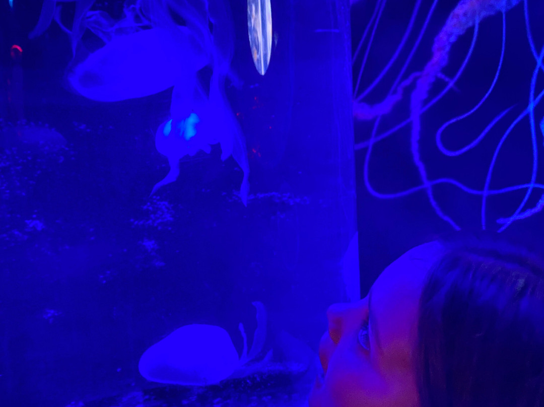 Sea Life Centre Great Yarmouth-大雅茅斯必去景点