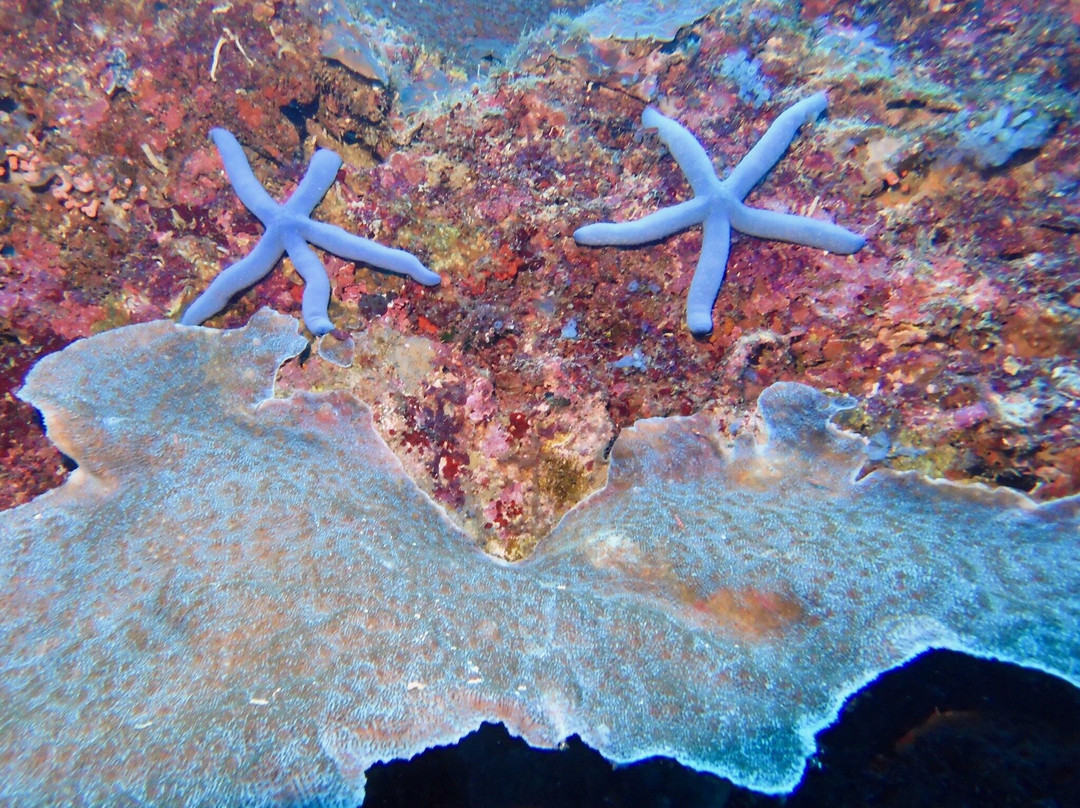 阿波岛海洋保护区-Apo Island必去景点