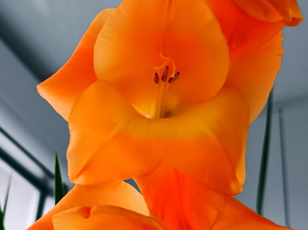 俄罗斯信息中心-芽庄必去景点