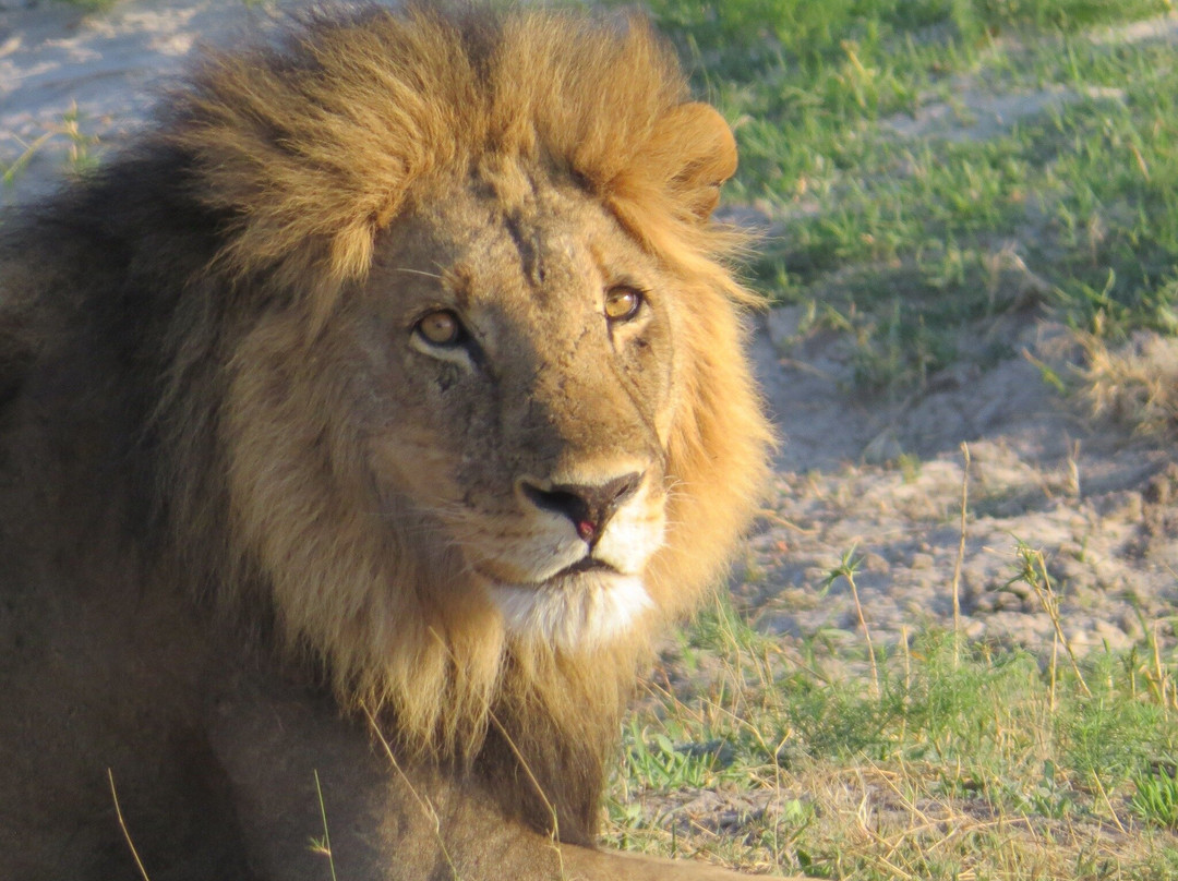 Gondwana Tours & Safaris-马翁必去景点