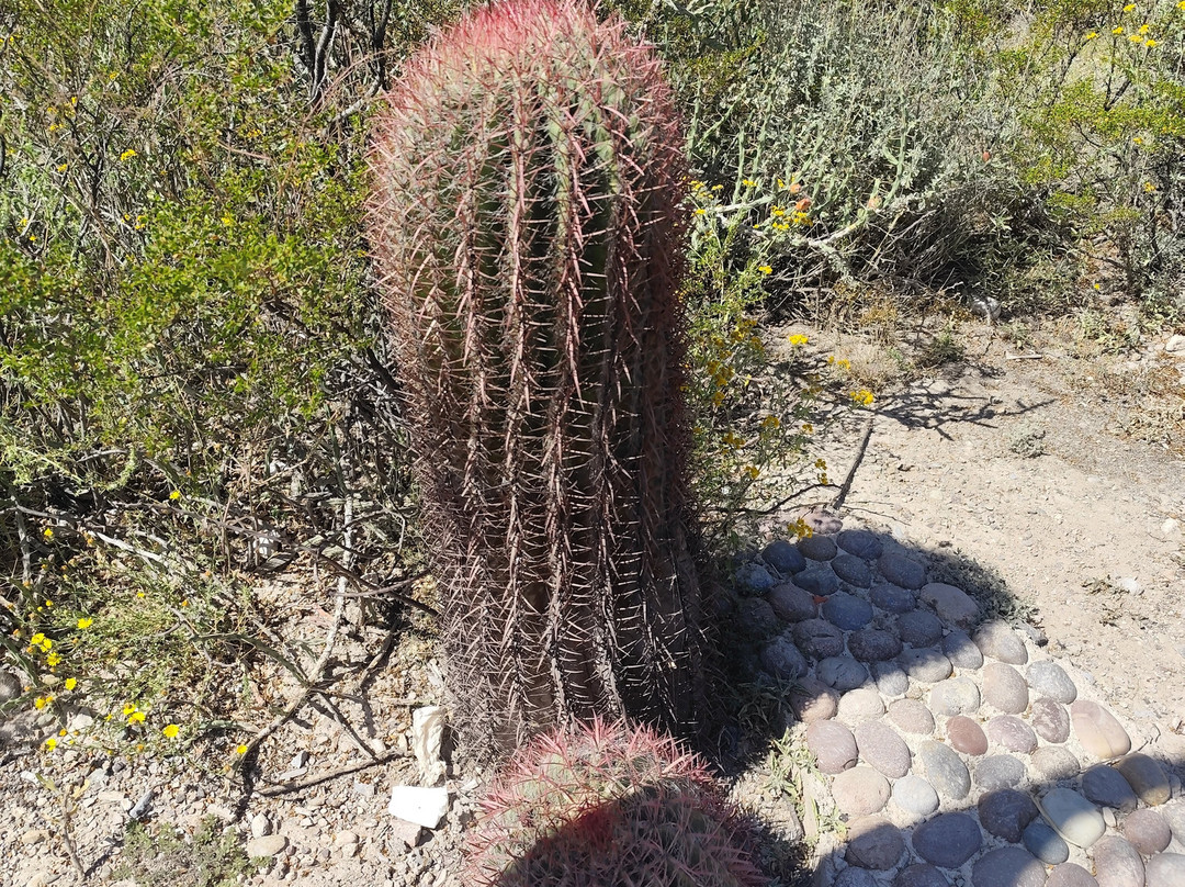 Real de Catorce-中部墨西哥和墨西哥湾沿岸必去景点