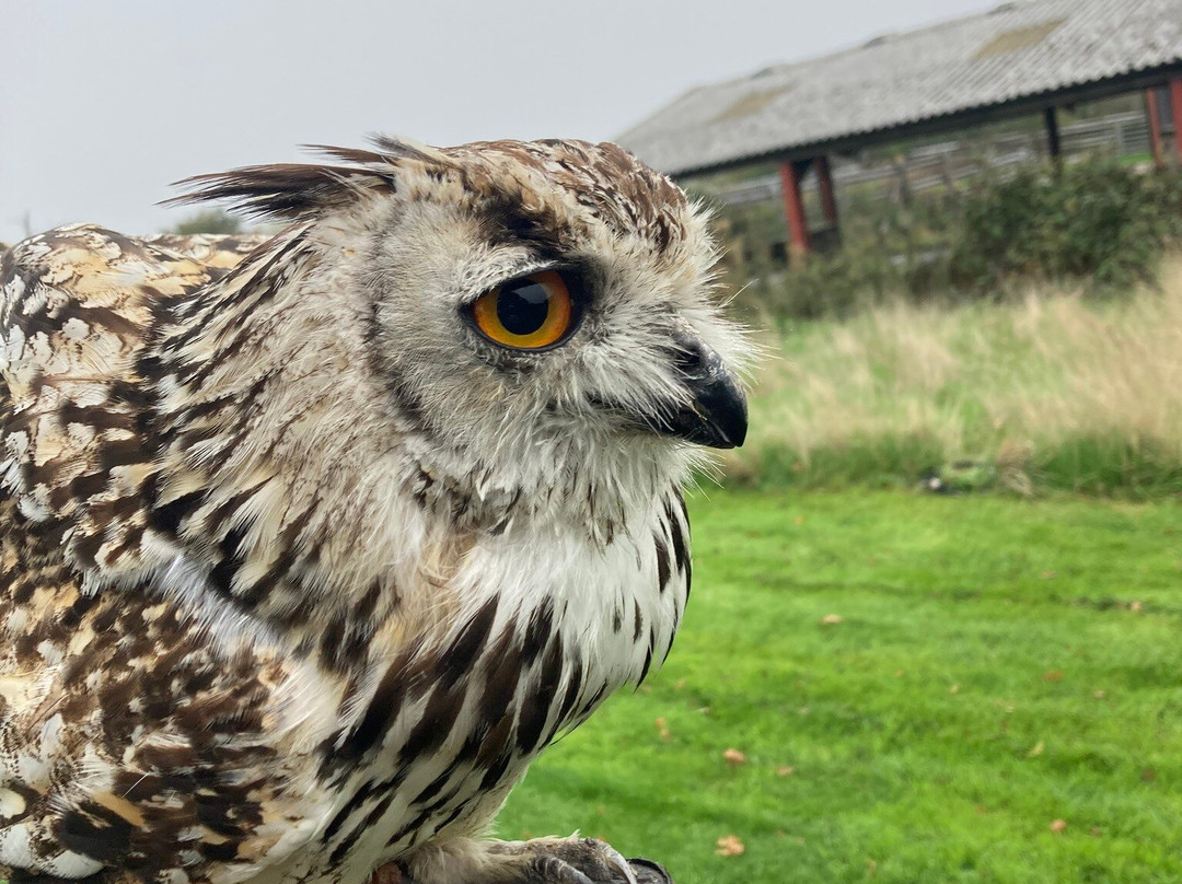 Battlefield Bird of Prey Centre-什鲁斯伯里必去景点