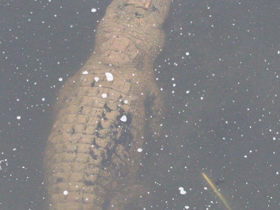 Lion Roar Safaris-尼斯普鲁特必去景点