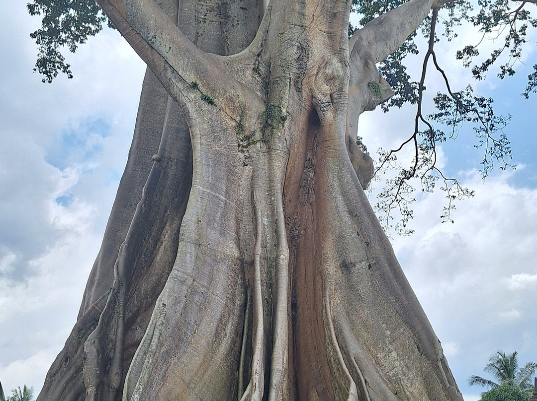 Kirani Bali Tour-罗威那海滩必去景点
