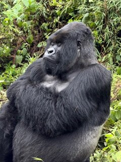 Gorillas and Wildlife Safaris-布恩迪难以穿越的国家公园必去景点