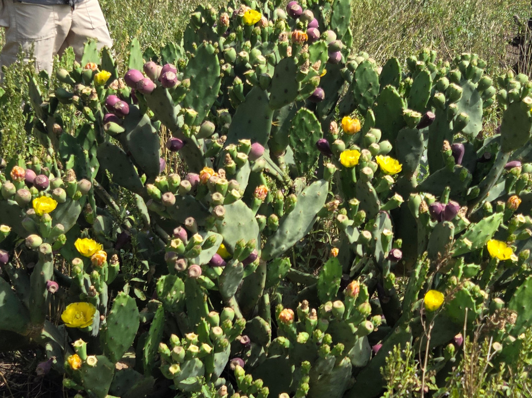 Super Africa Wildlife And Adventure Safaris-Kisii必去景点