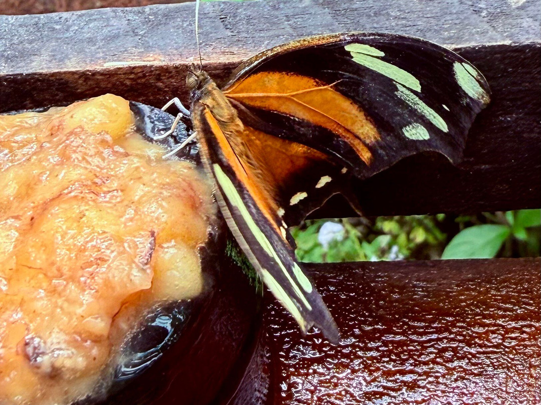 Mariposario La Casa De La Morpho Azul-Guácima必去景点