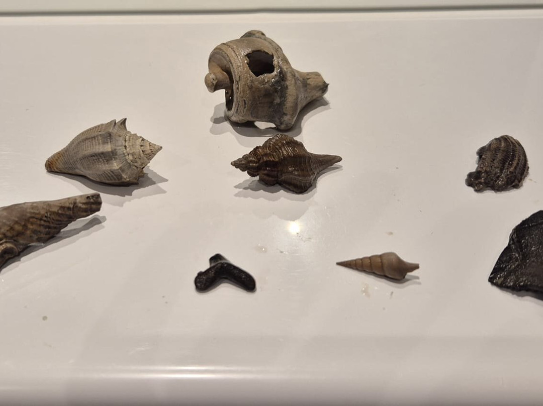 South Coast Fossils-Highcliffe必去景点