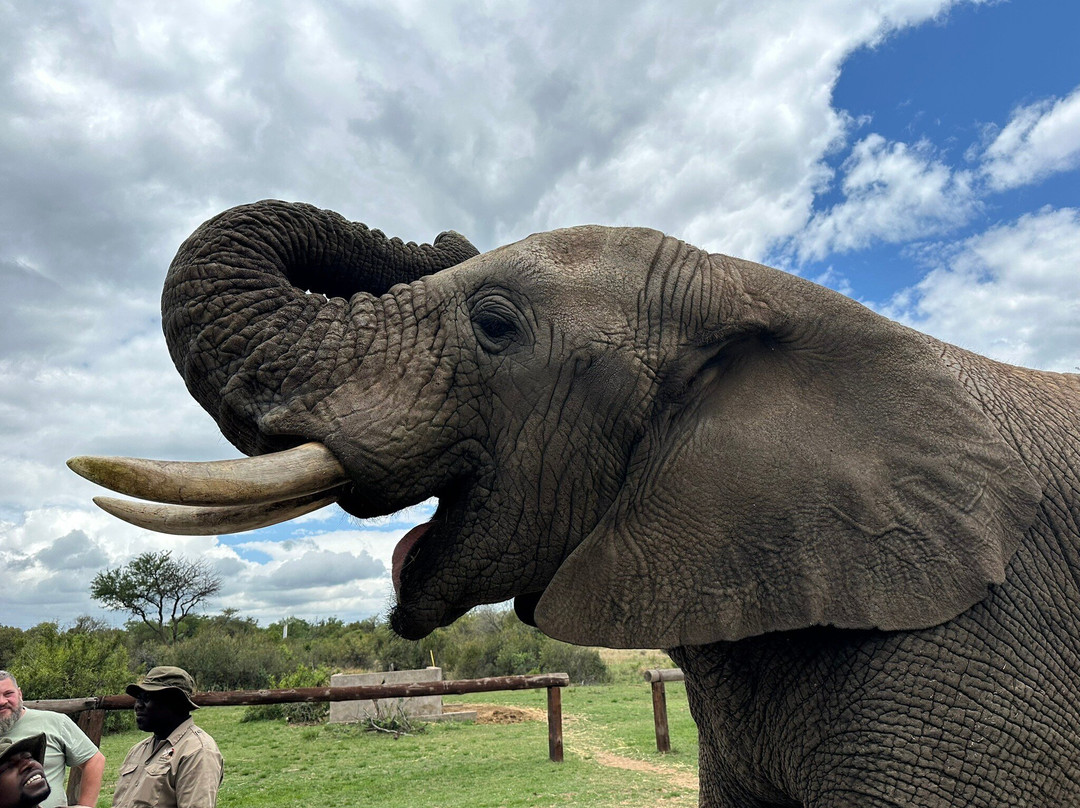 Adventures with Elephants-贝拉贝拉必去景点