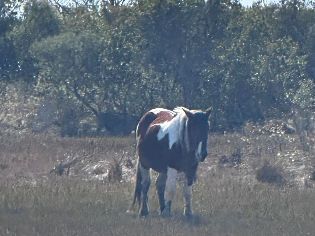 Captain Dan's Around the Island Tours-钦科蒂格岛必去景点