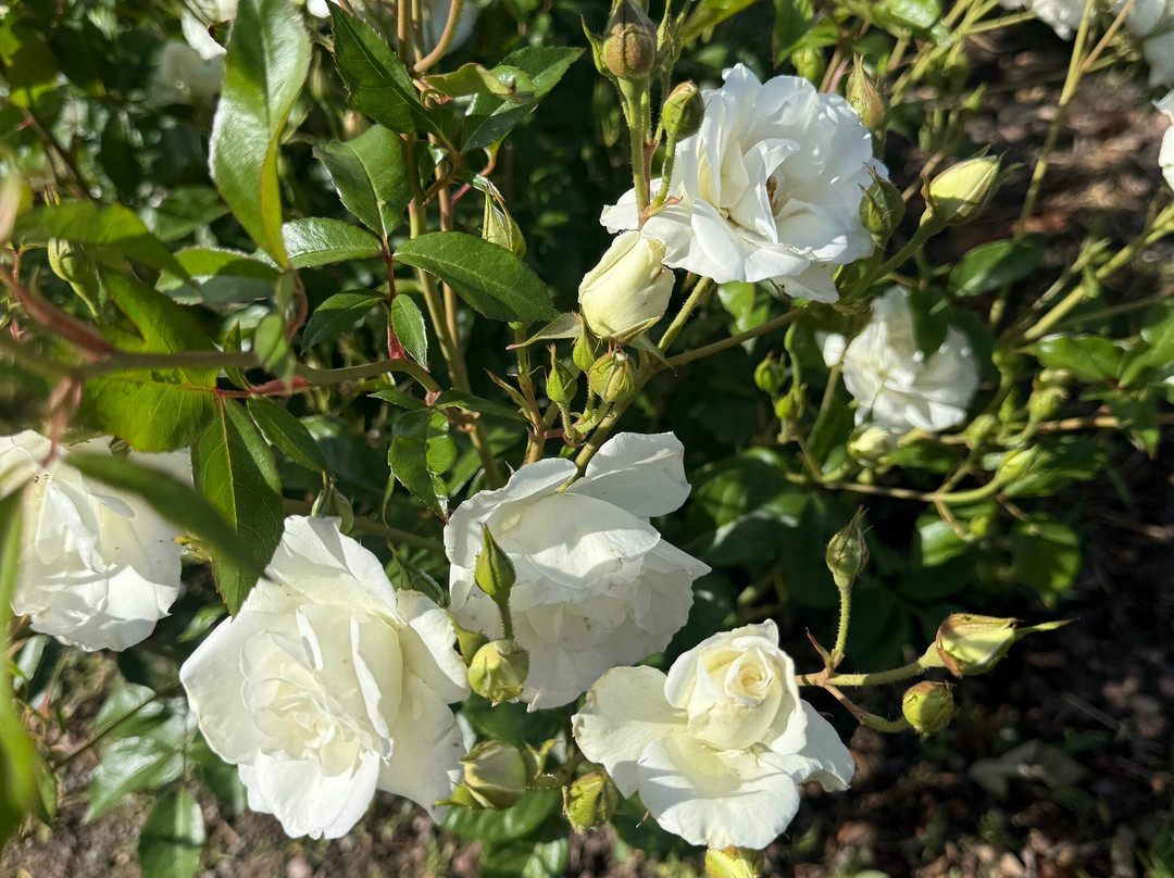 Bodega Matervini-路冉得库约必去景点