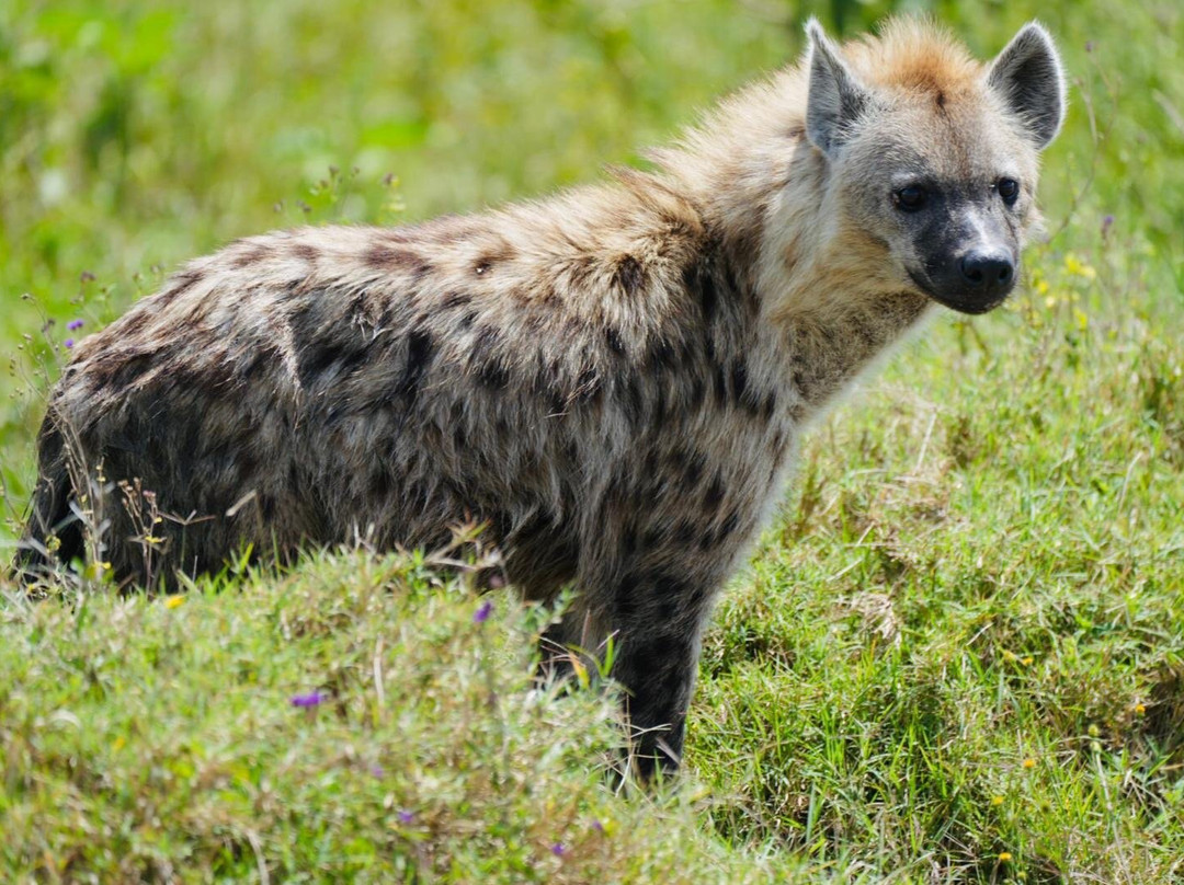 Kafu Safaris-坎帕拉必去景点