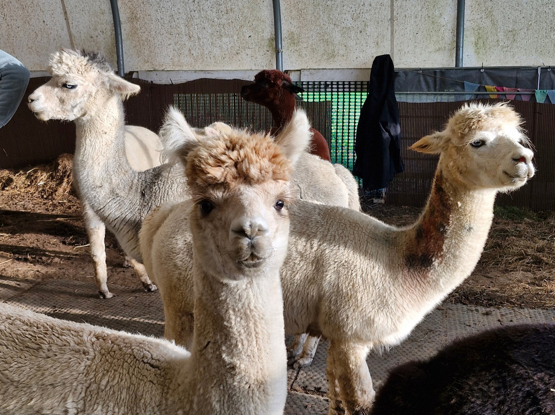 Stubbs Farm Alpacas-Loddon必去景点