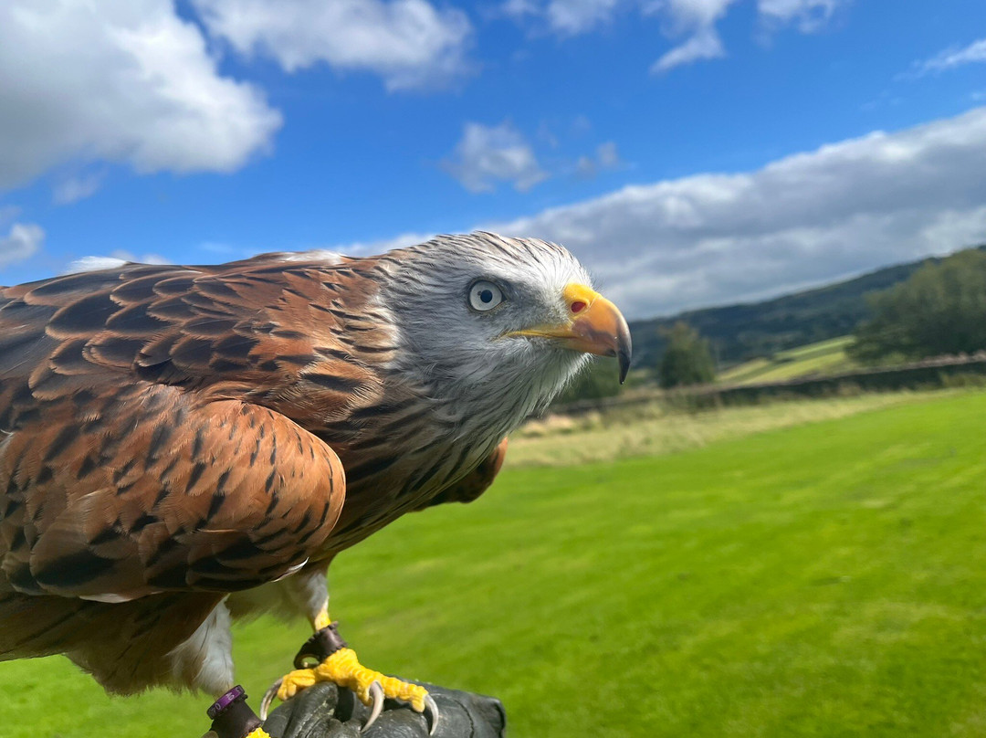 SMJ Falconry-Oxenhope必去景点