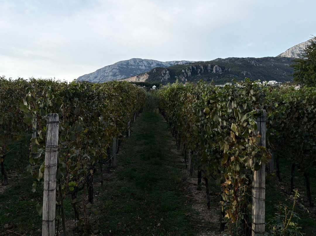 Savina Winery-赫尔采格诺维必去景点