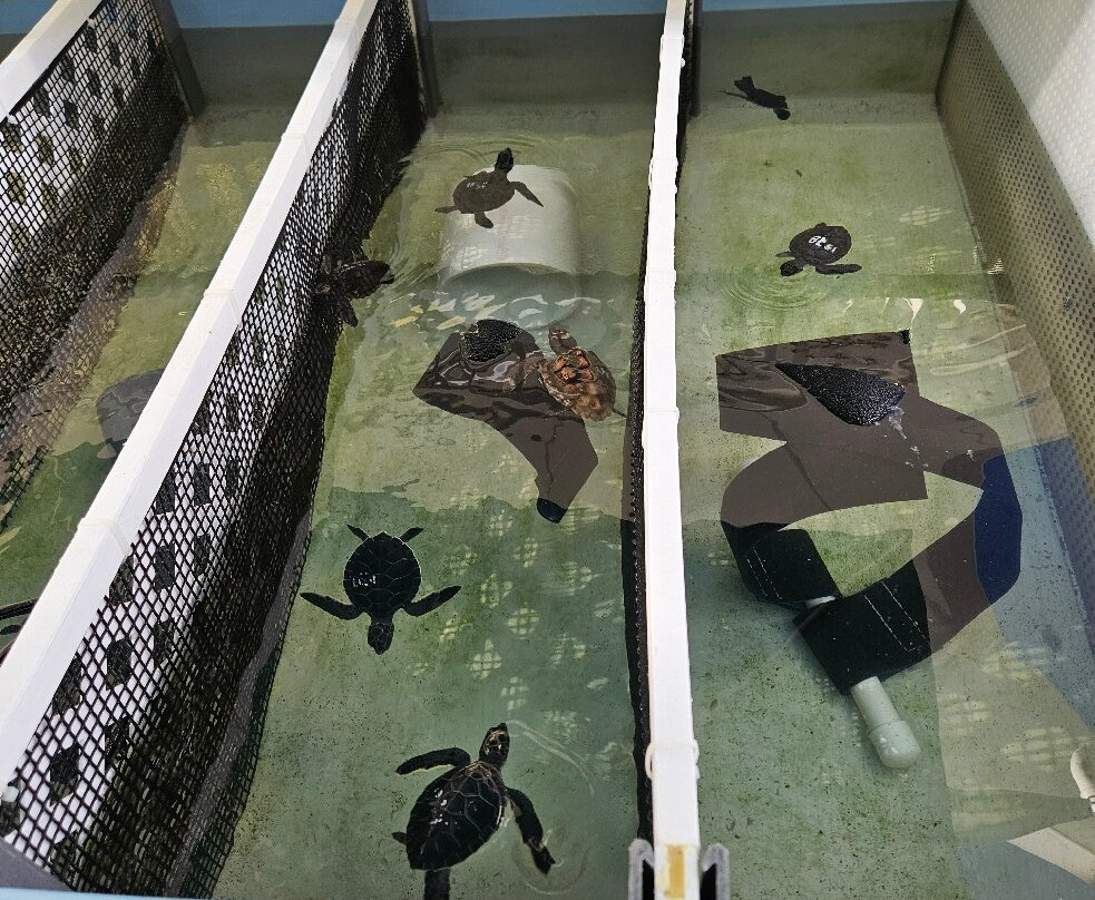 Loggerhead Marinelife Center-朱诺海滩必去景点