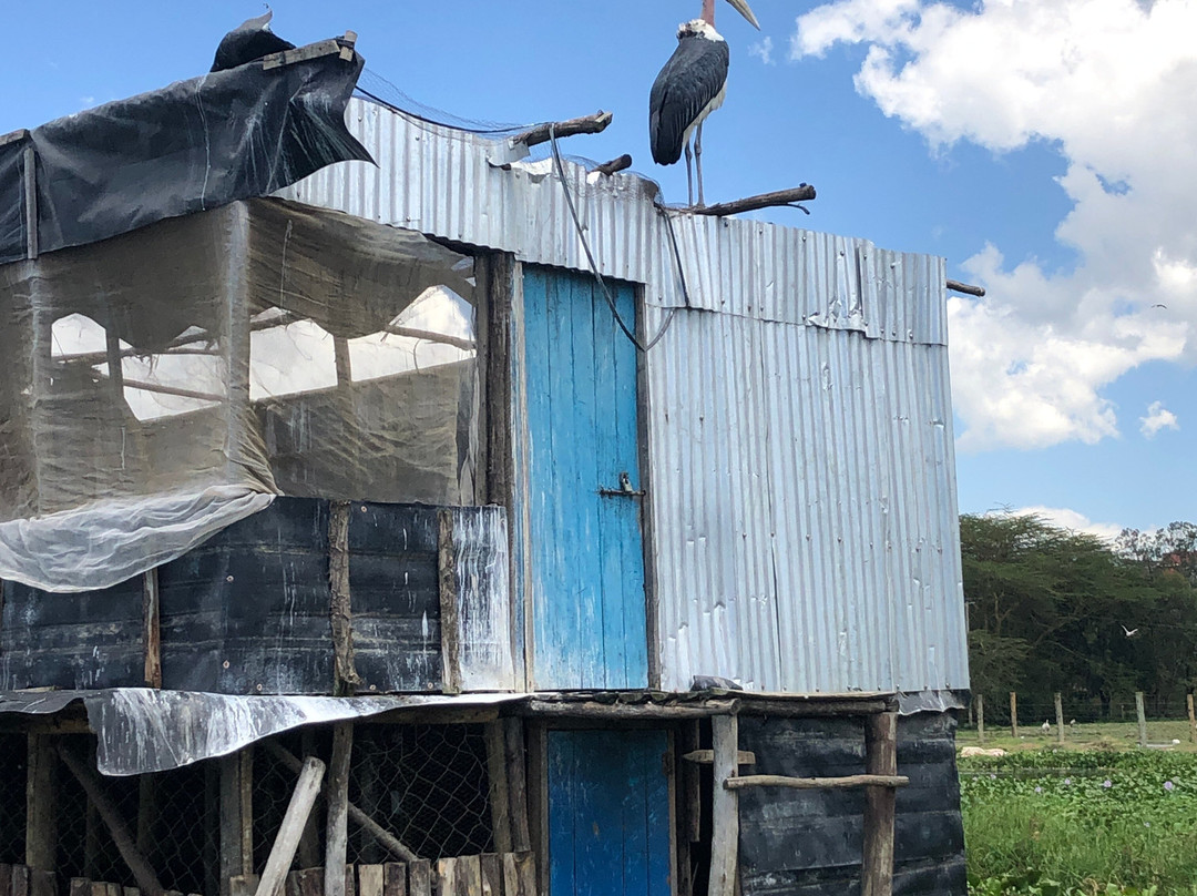 Lake Naivasha-奈瓦夏必去景点