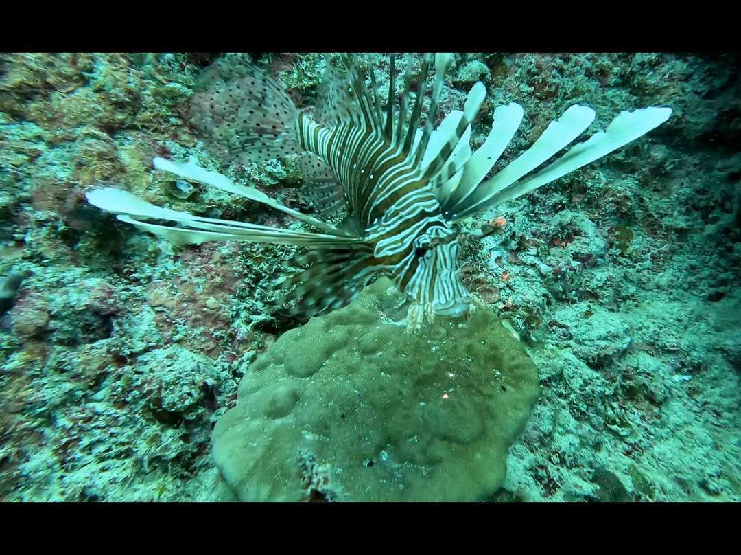 Atlantis International Diving Services-卓欧毕雪必去景点