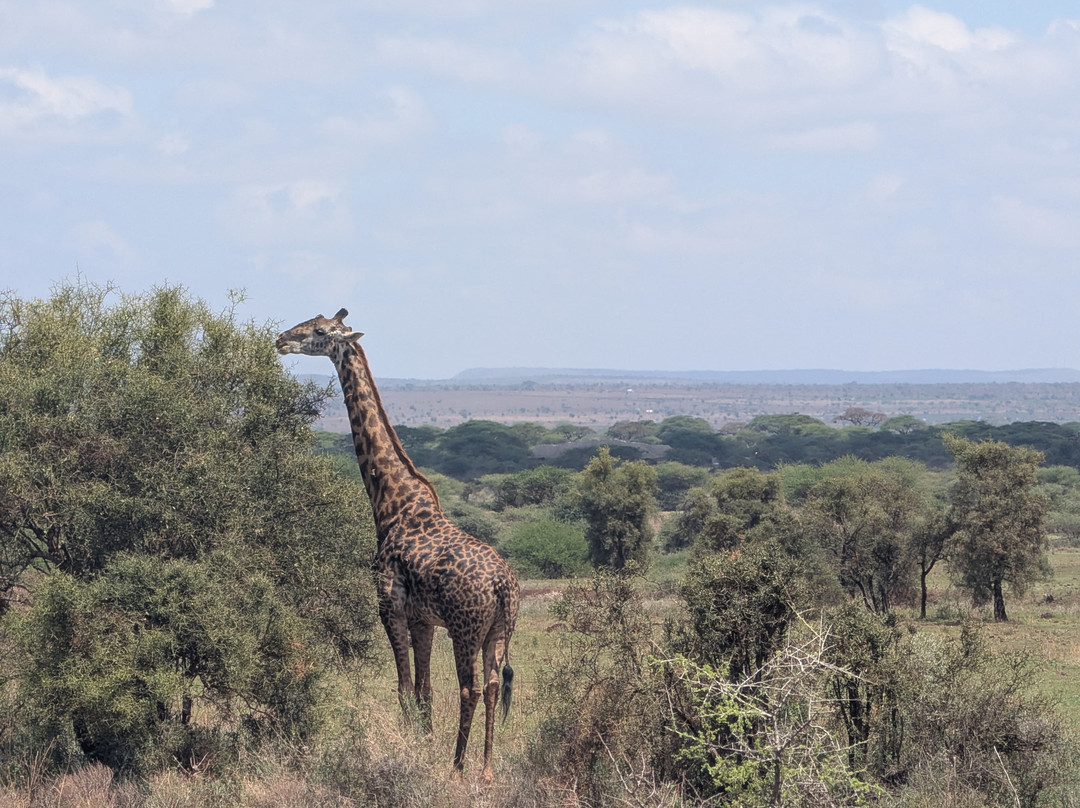 Bienvenido Kenya Tours and Safaris-山祖必去景点