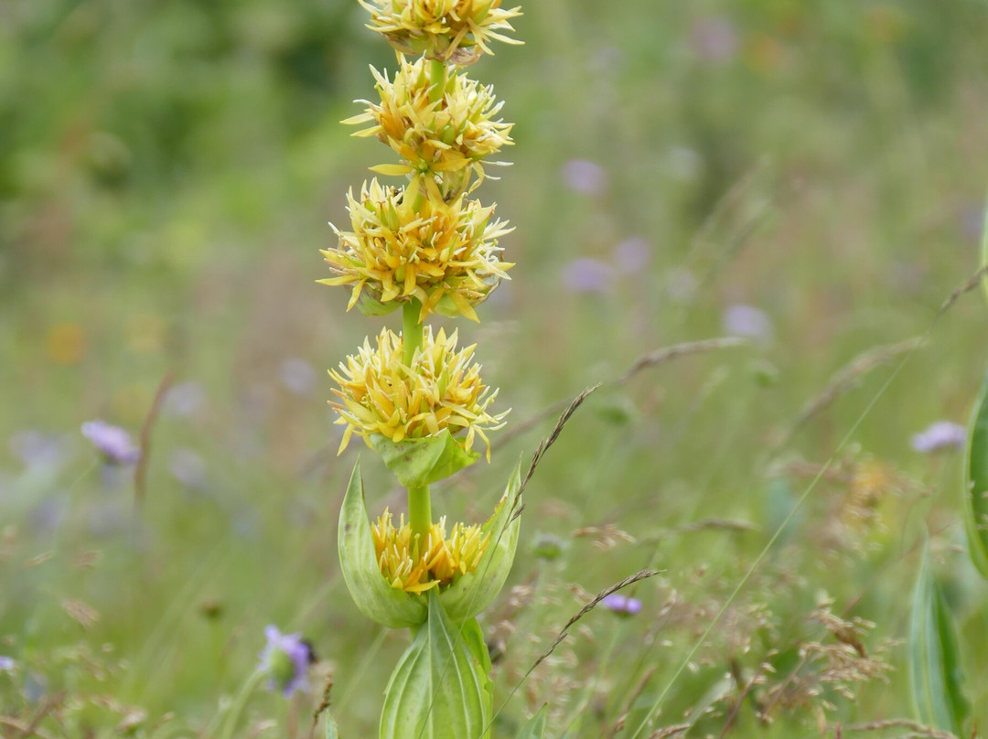 Puy De Sancy-蒙多尔必去景点