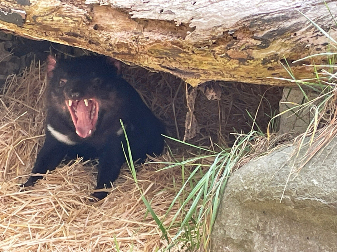 Tasmanian Devil Unzoo-塔拉纳必去景点