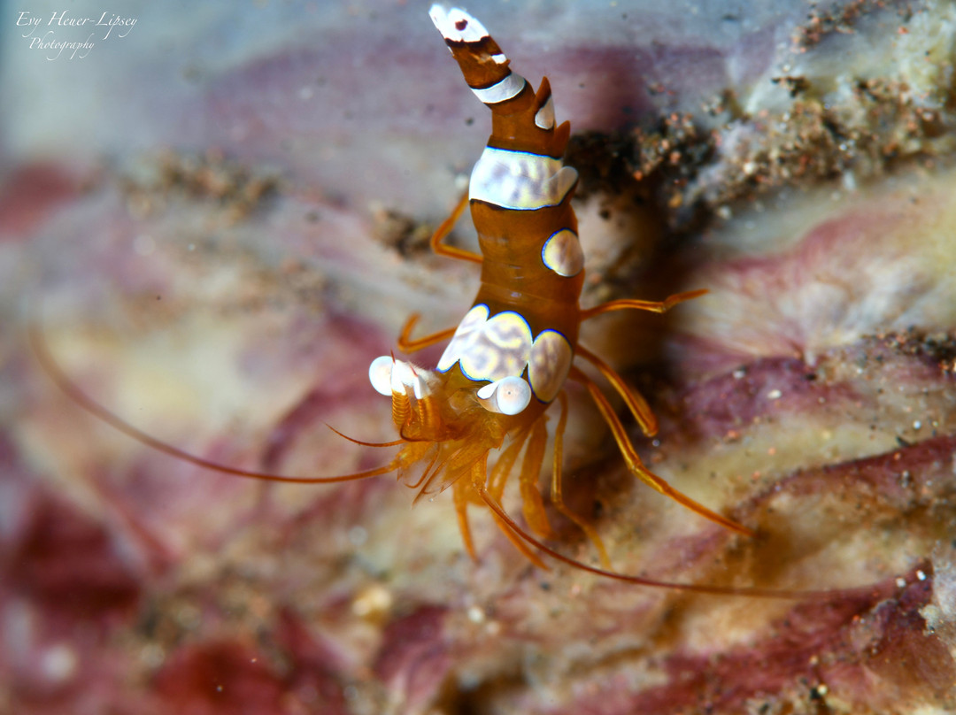 Balidas Dive Center-Bunutan必去景点