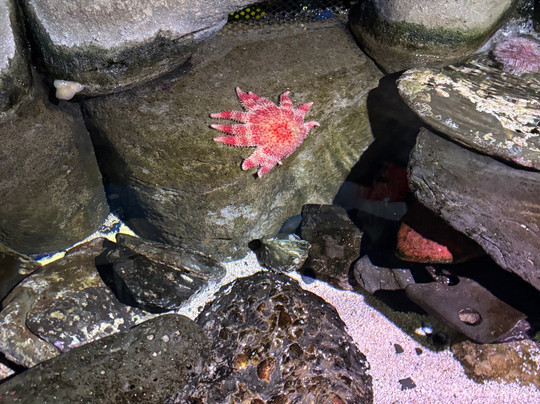 Marine Discovery Centre & Whitby Lobster Hatchery-惠特比必去景点