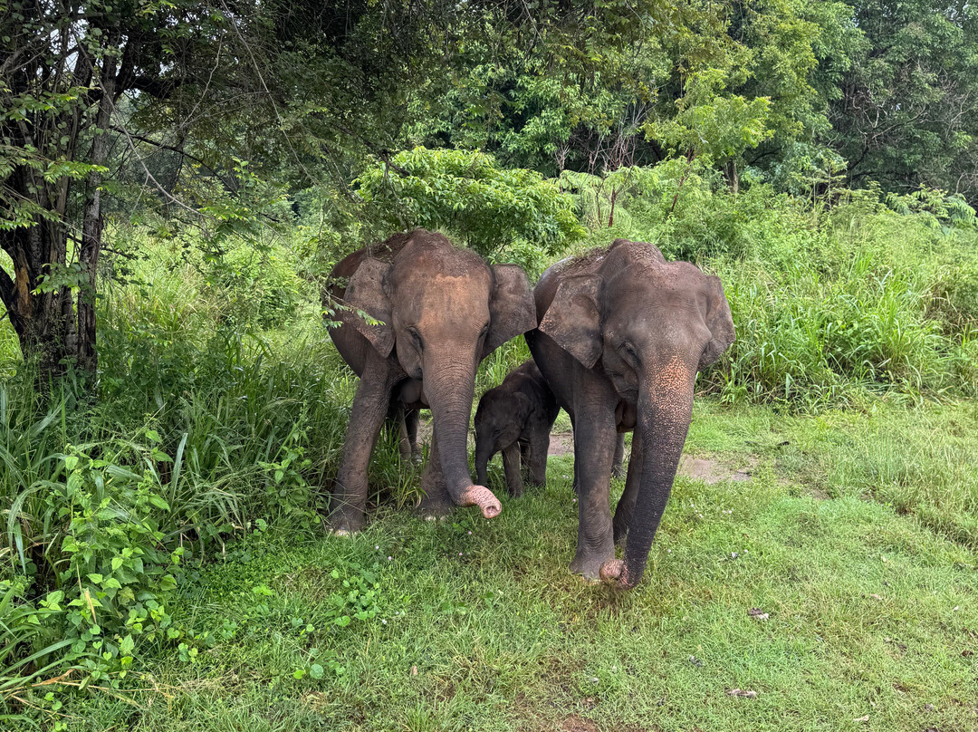 Ceylon Tour Partner-Panadura必去景点