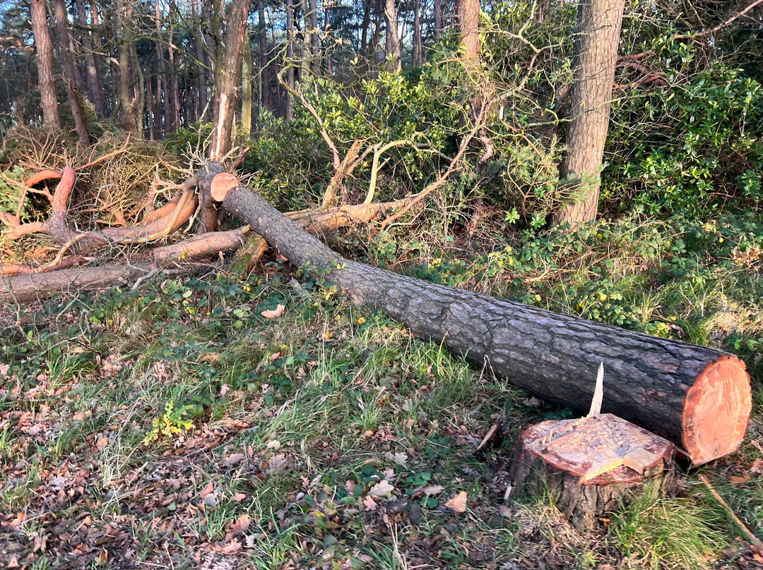 Mere Sands Wood Nature Reserve-Rufford必去景点