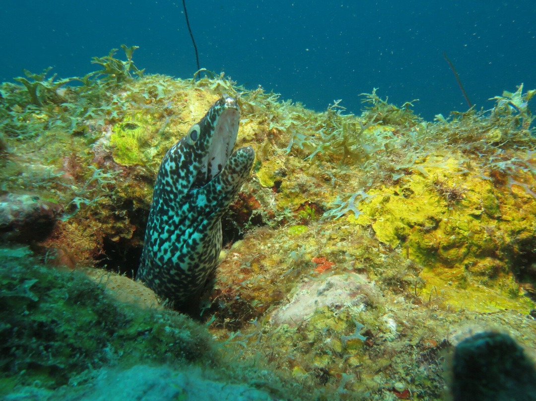 Aquanauts Grenada-True Blue必去景点